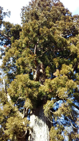 giant cedar at sugihara2.jpg